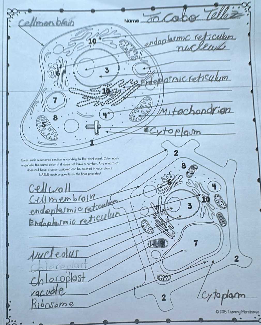 answer key plant cell coloring