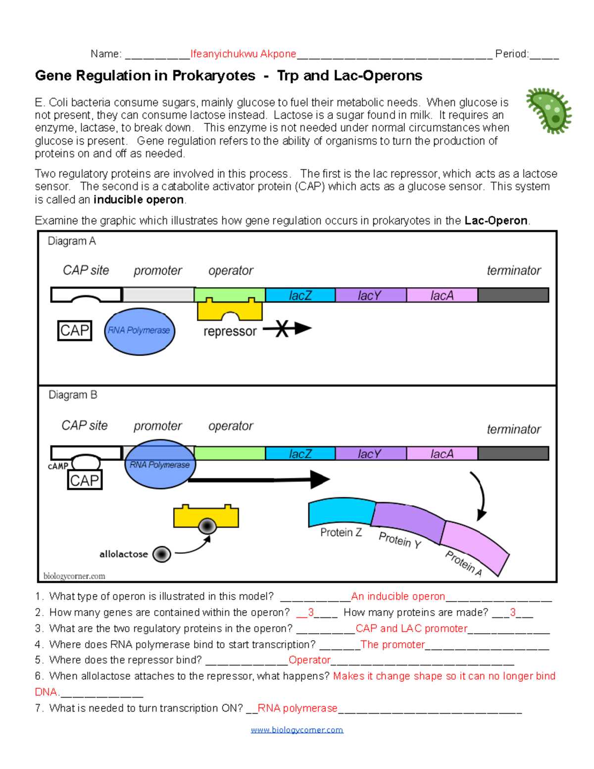 ap biology 031 gene regulation answer key