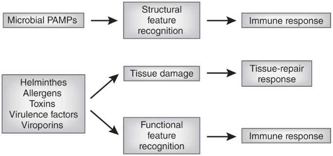 ap biology immune system answer key