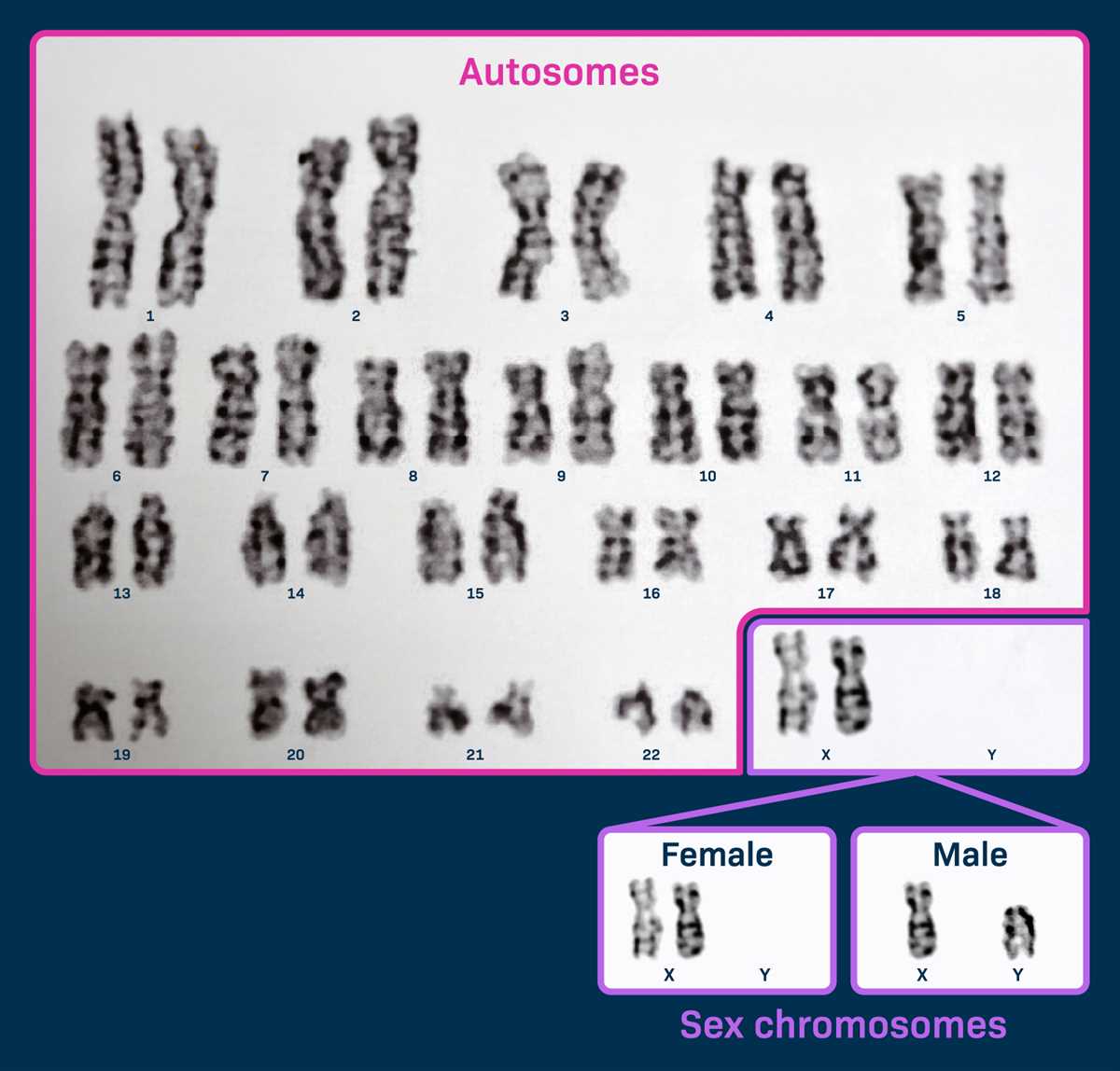 applied science 10 genes and chromosomes answer key