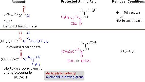 art labeling activity levels of protein structure answer key