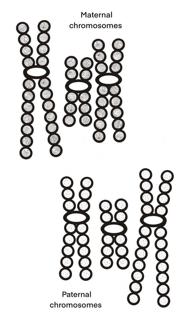geniverse meiosis worksheet lab answers key