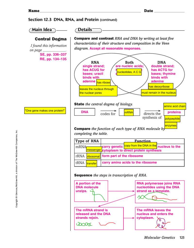 chapter 12 molecular genetics answer key