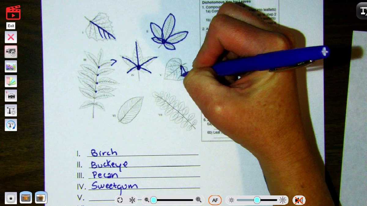 dichotomous key for leaves worksheet answers