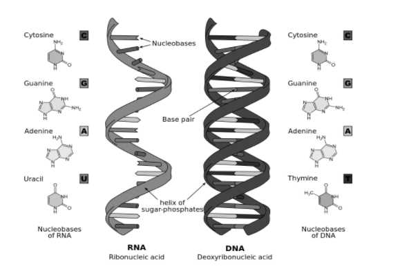 molecular genetics activity 1 page 5 answer key
