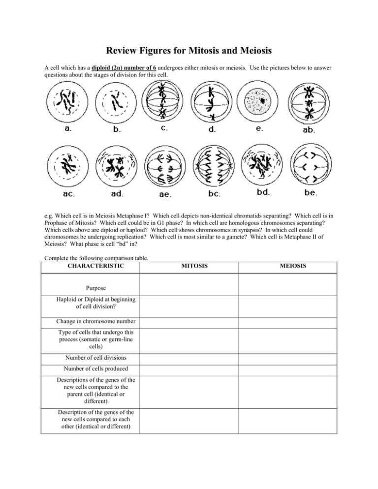 meiosis review answer key