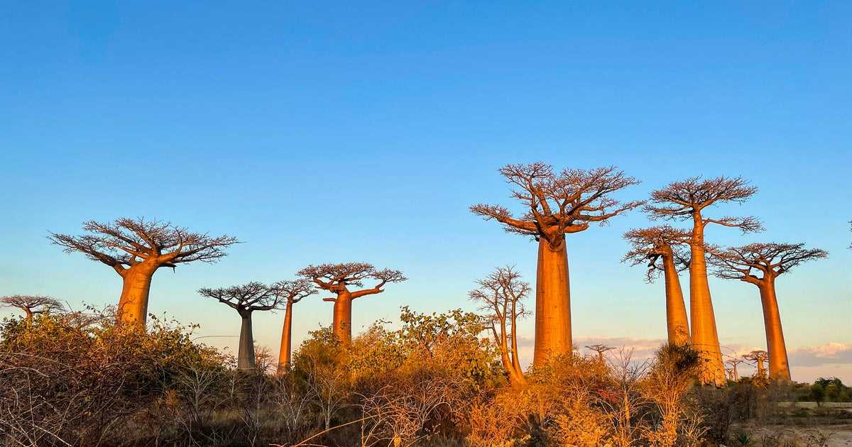 baobab tree of life answer key