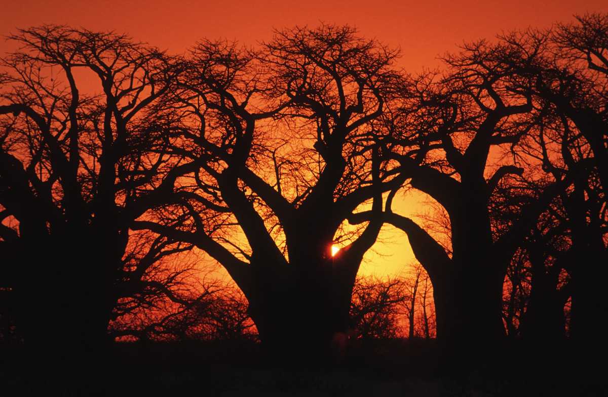 baobab tree of life answer key