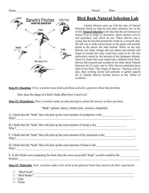 battle of the beaks lab answer key