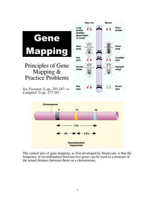 gene linkage and gene maps 11.4 answer key