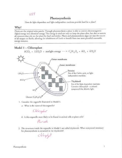 biological classification pogil answer key biological classification pogil answer key