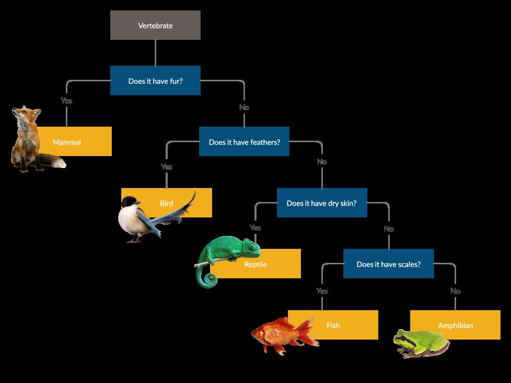 biological classification pogil packet answers dichotomous key