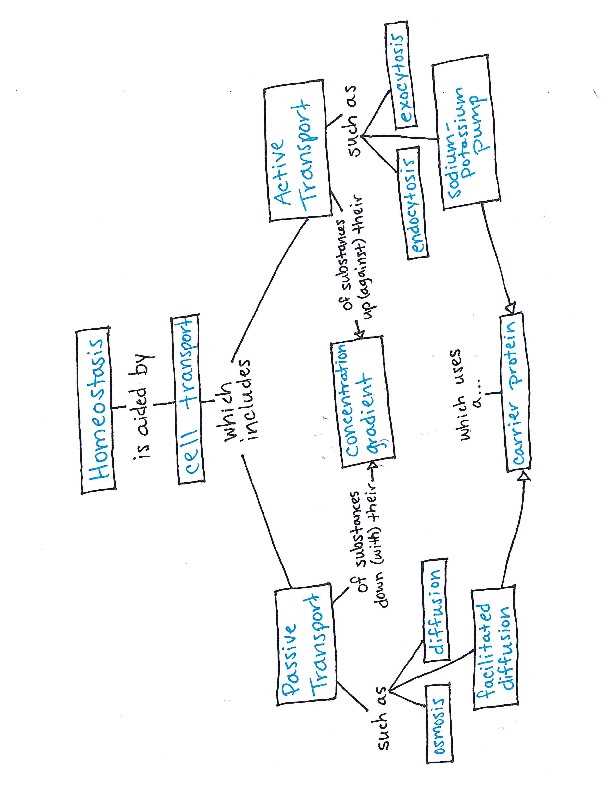 biology 7.4 homeostasis and cells answer key