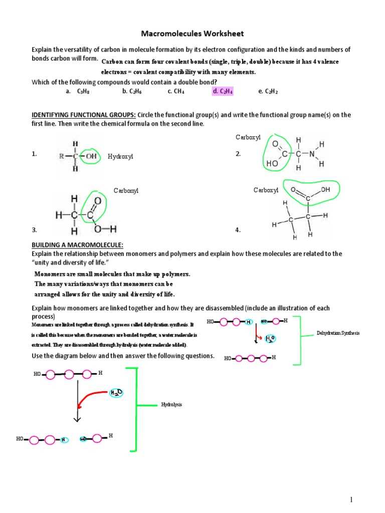 biology building macromolecules activity answers key