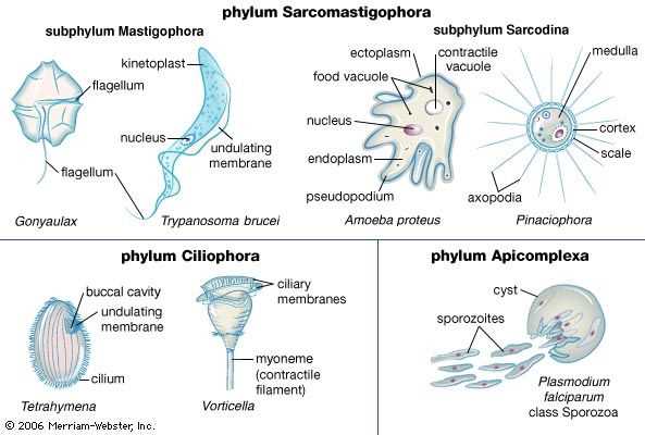 biology chapter 19 bacteria and viruses section review answer key