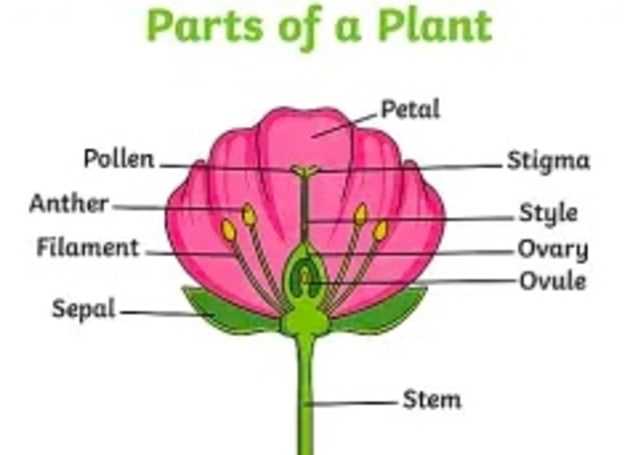 biology chapter 24 reproduction of seed plants answer key