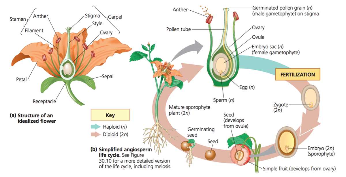 biology chapter 24 reproduction of seed plants answer key