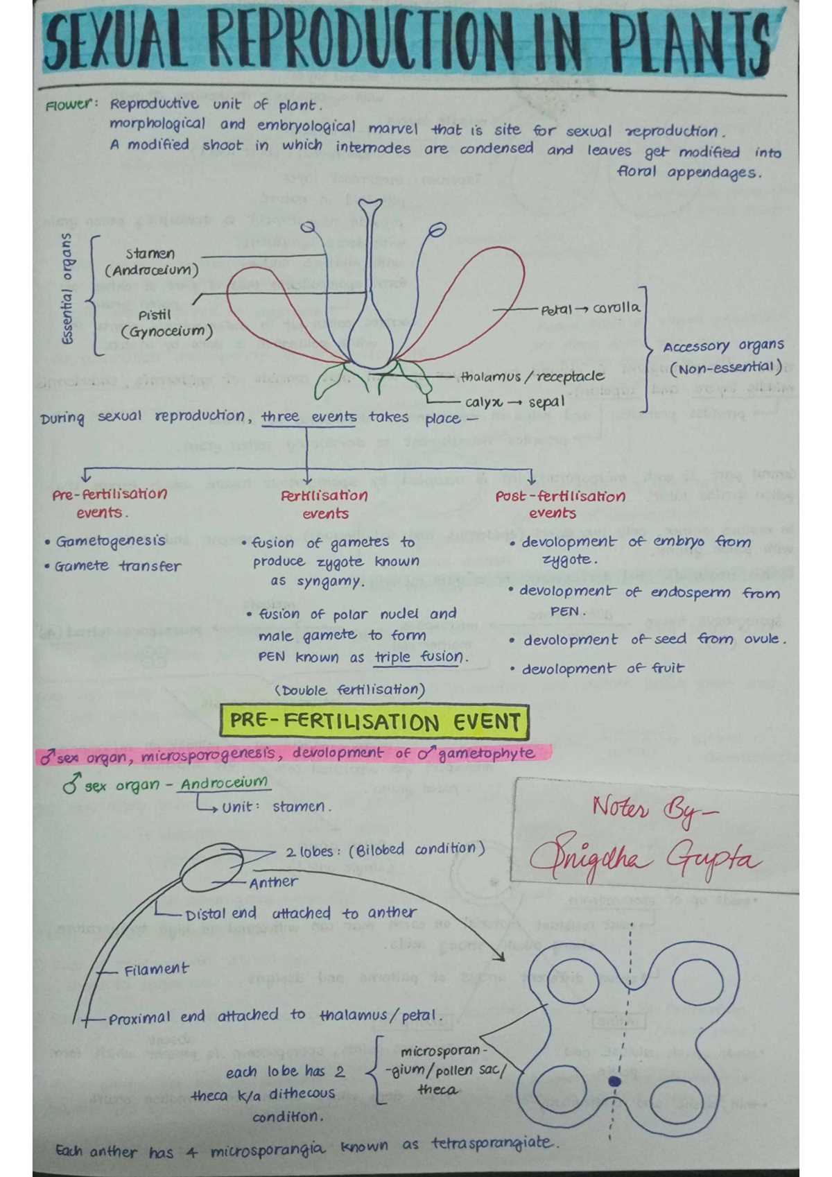 biology chapter 24 reproduction of seed plants answer key