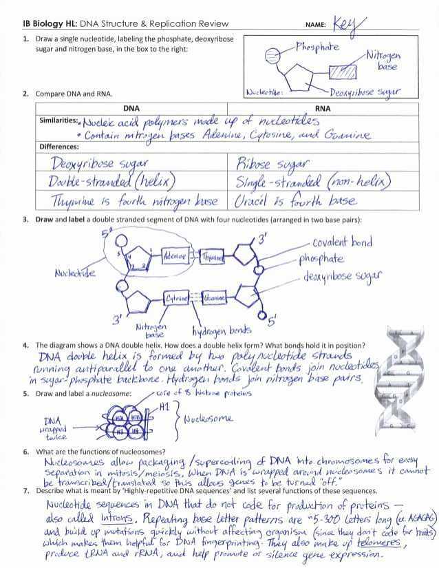 biology corner dna replication coloring worksheet answer key