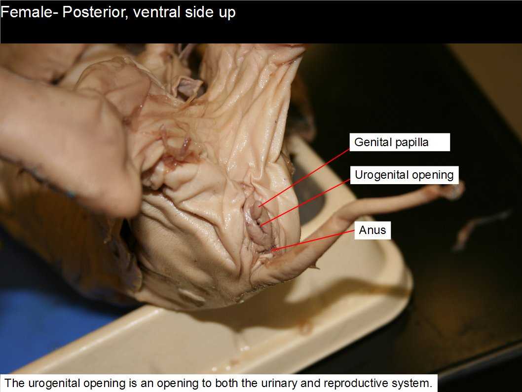 biology corner fetal pig dissection answer key