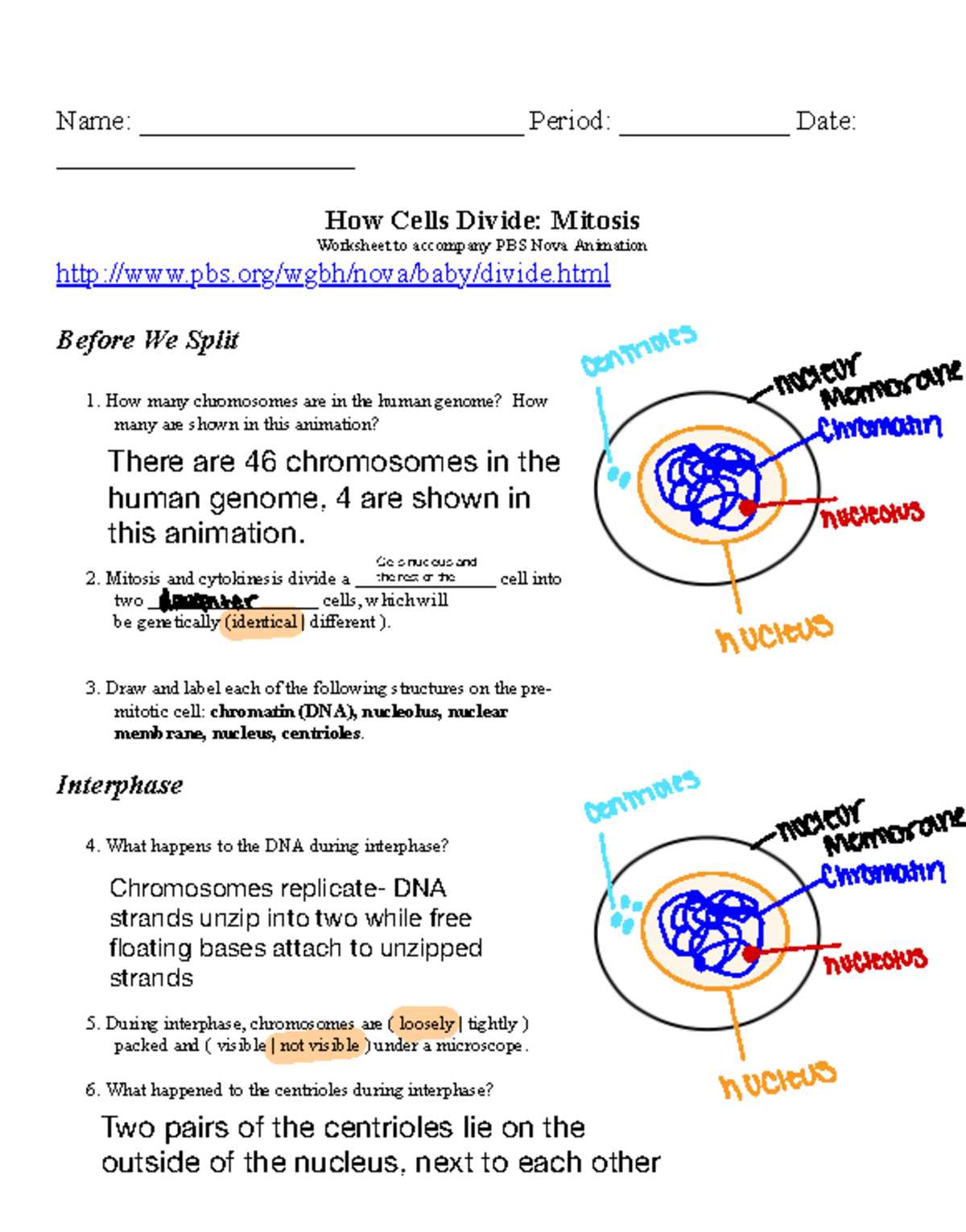 biology corner how can diffusion be observed answer key