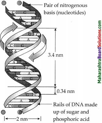 biology section 16 1 genes and variation answer key