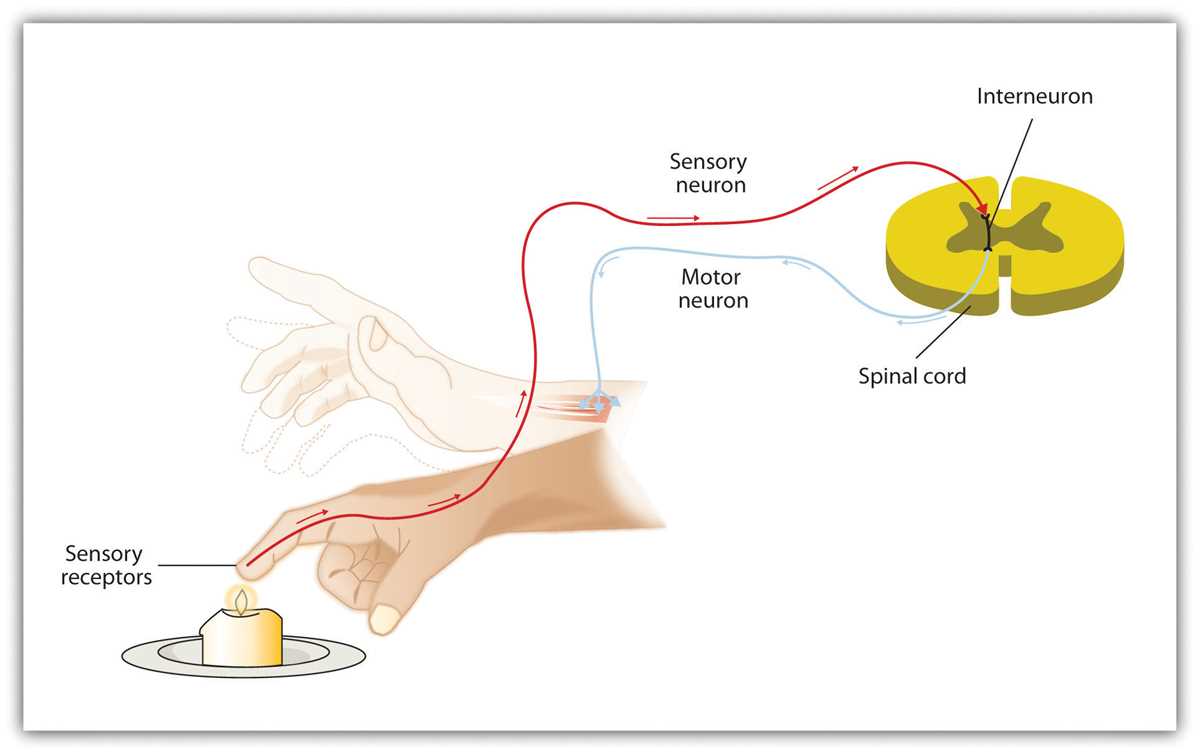 biology the nervous and endocrine systems study guide answer key