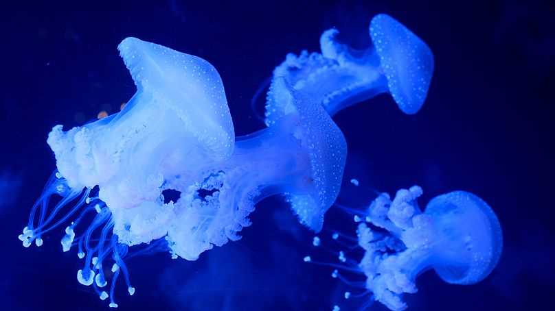 jellyfish take over answer key jellyfish take over answer key