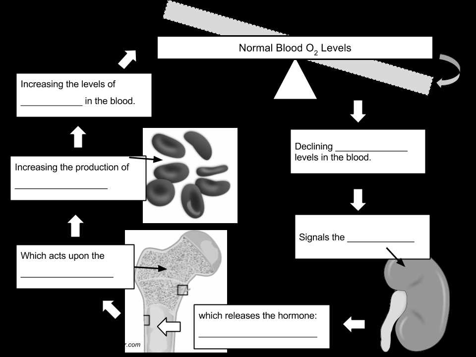blood feedback loop answers key