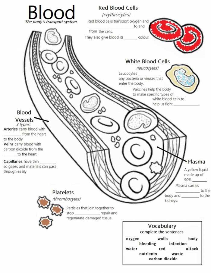 blood worksheet answer key