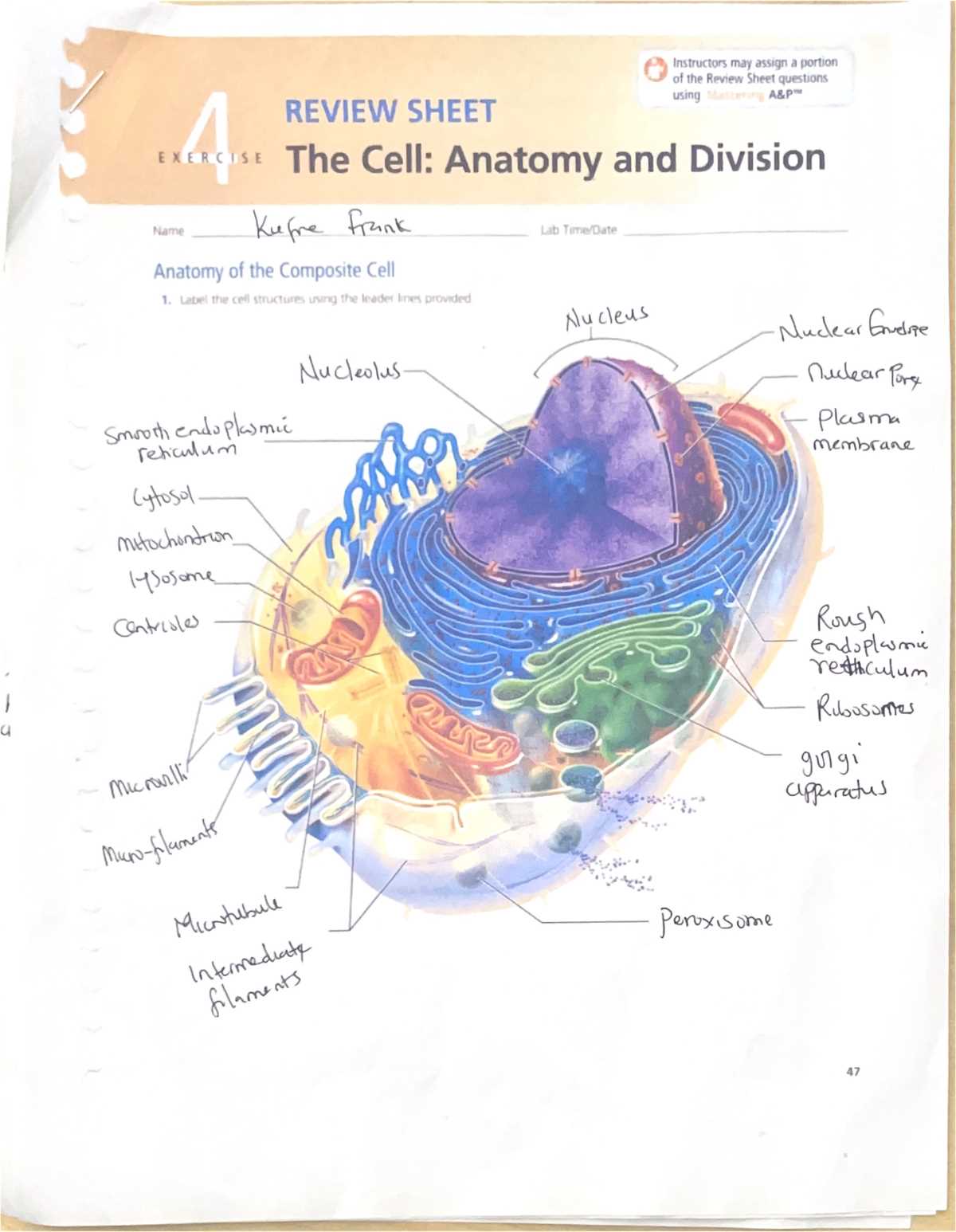 anatomy of a generalized cell answer key