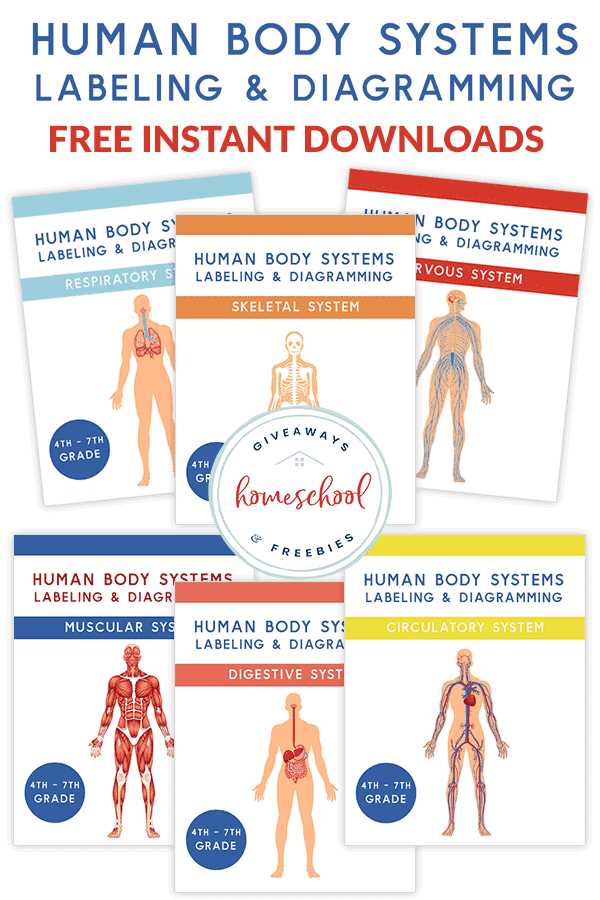 body systems graphic organizer worksheet answer key
