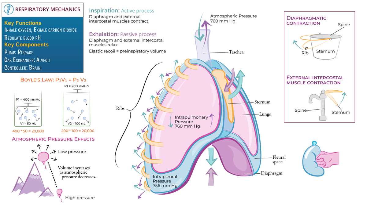 boyles law and breathing process answer key