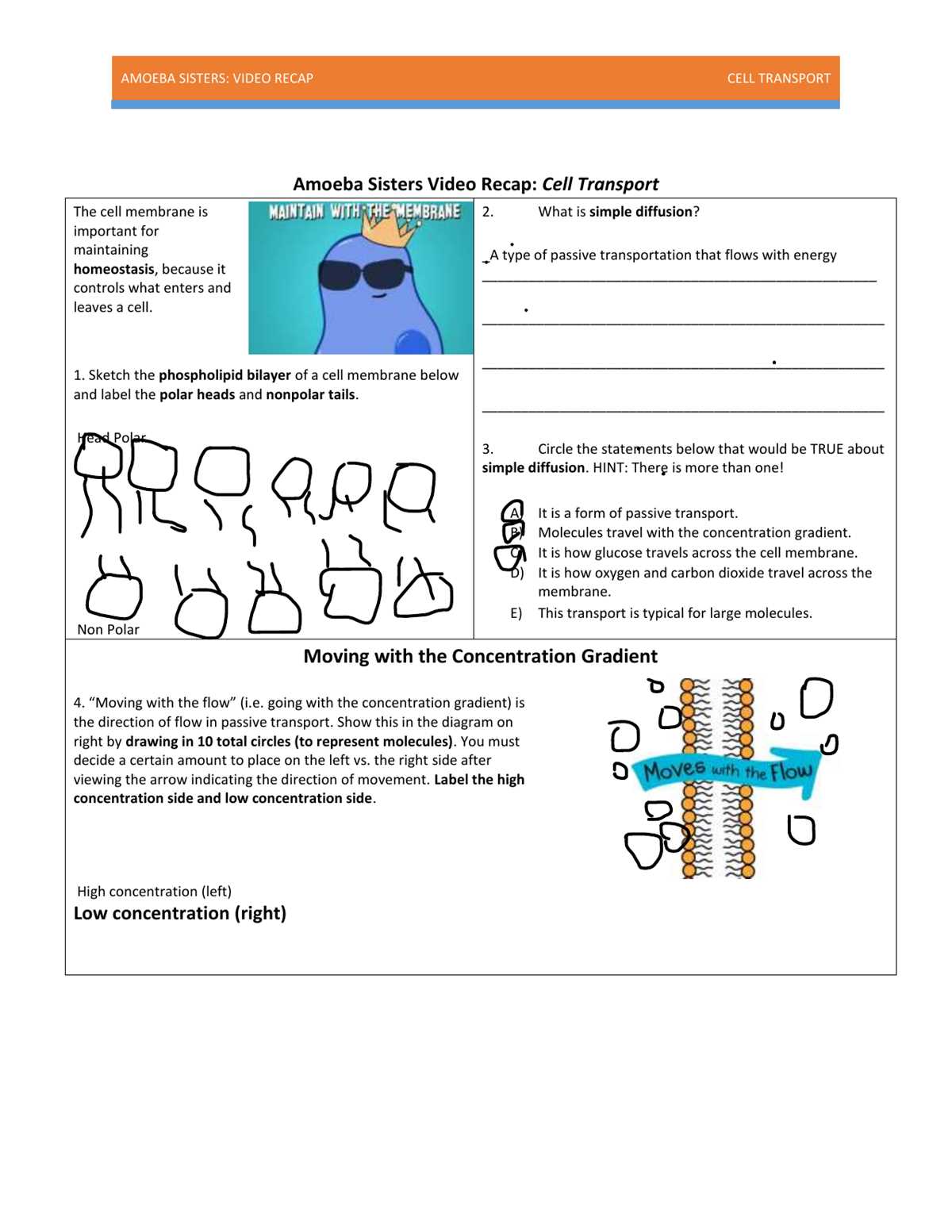 amoeba sisters intro to cells answer key amoeba sisters intro to cells answer key