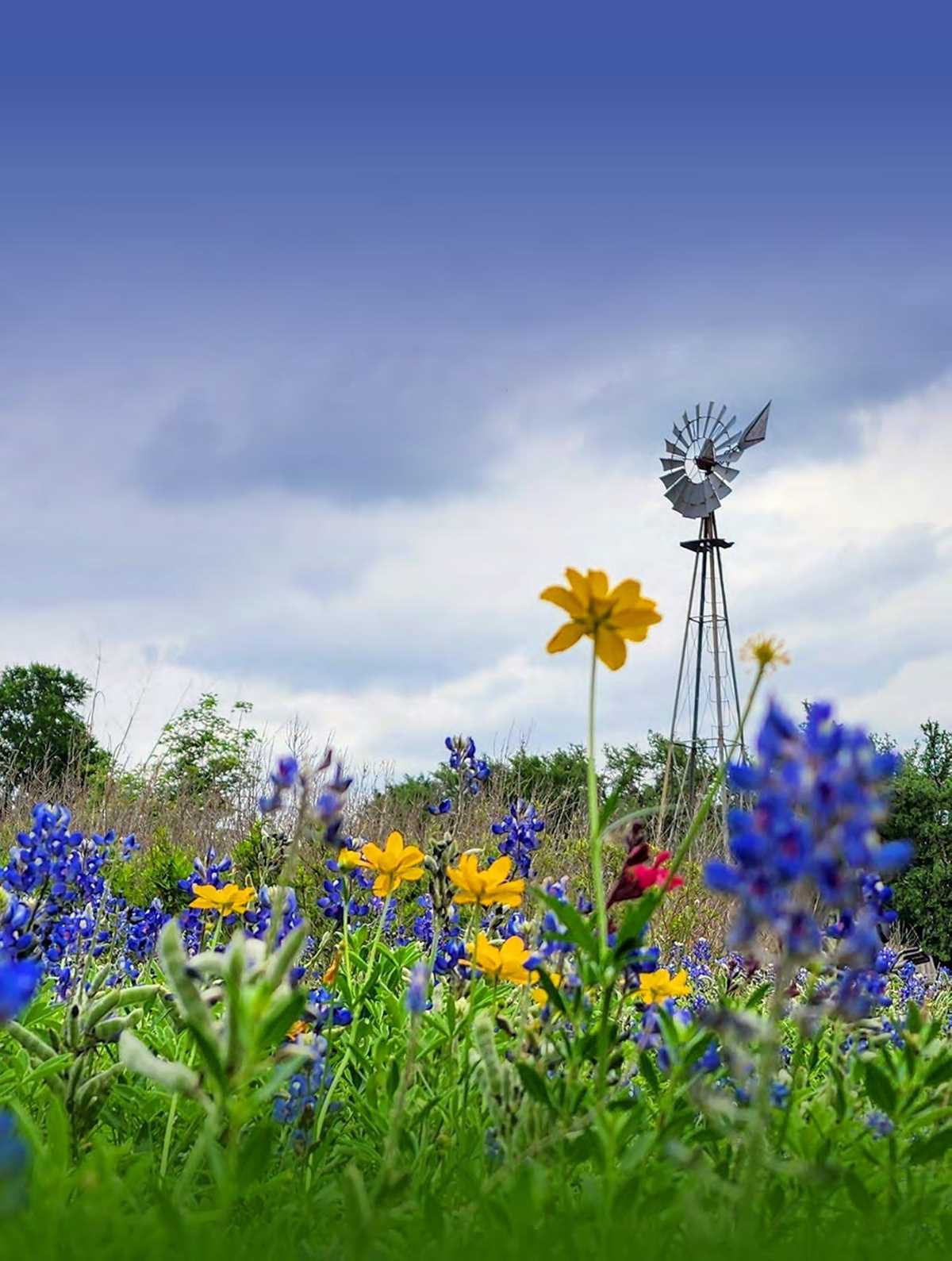budding bluebonnets reading science answer key