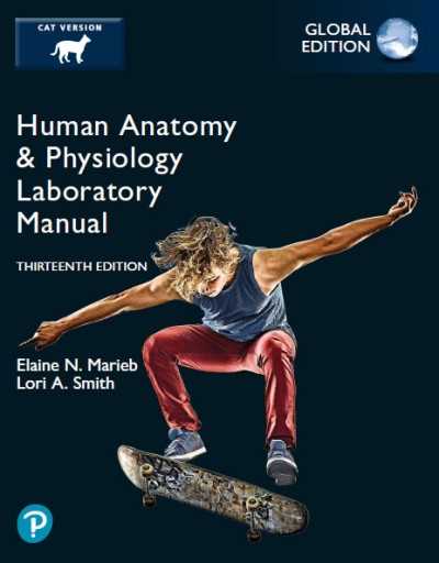 answer key marieb smith anatomy lab manual review sheet 6