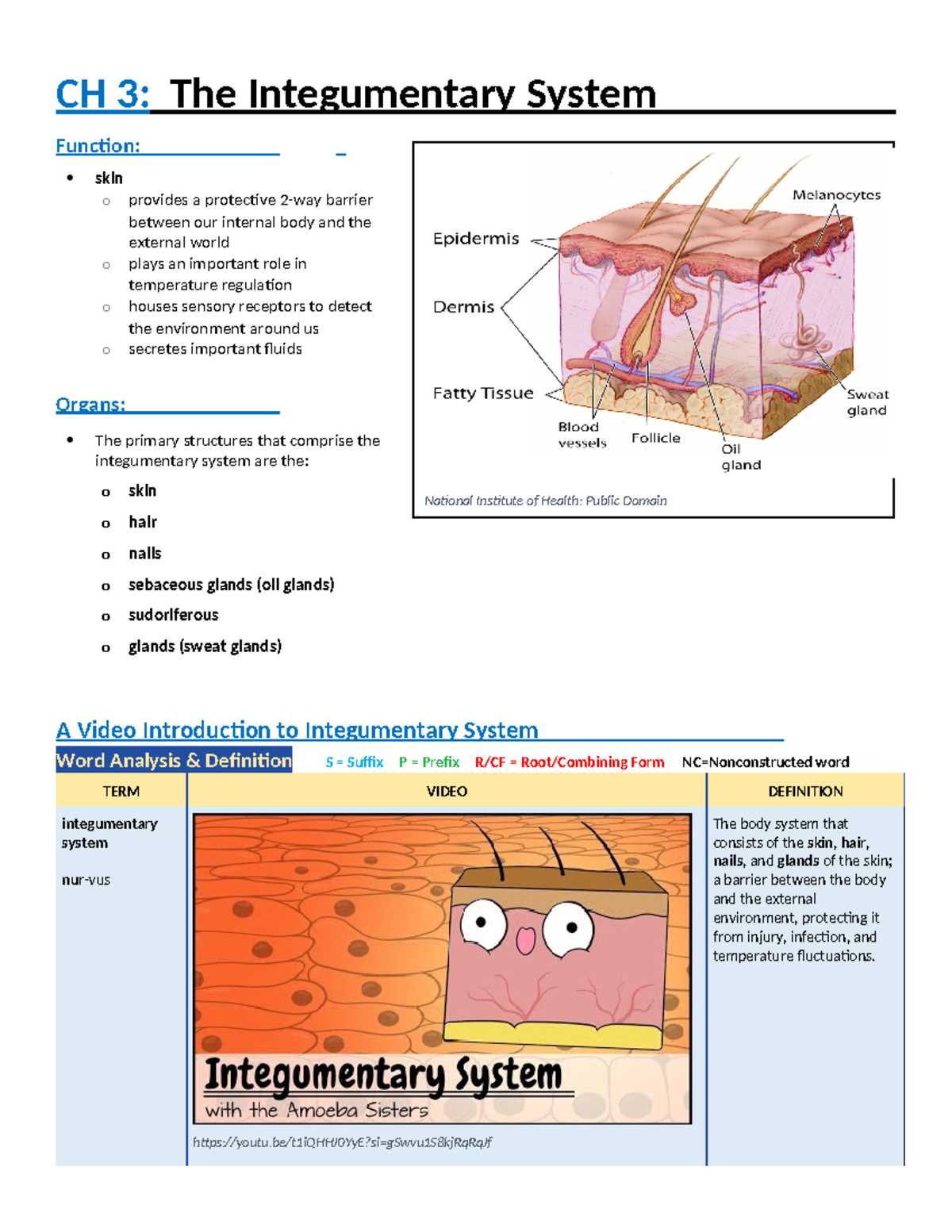 cell city activity answer key