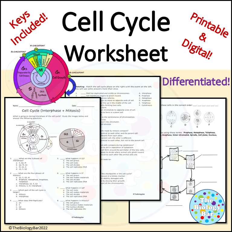 cell cycle and mitosis worksheet answers key