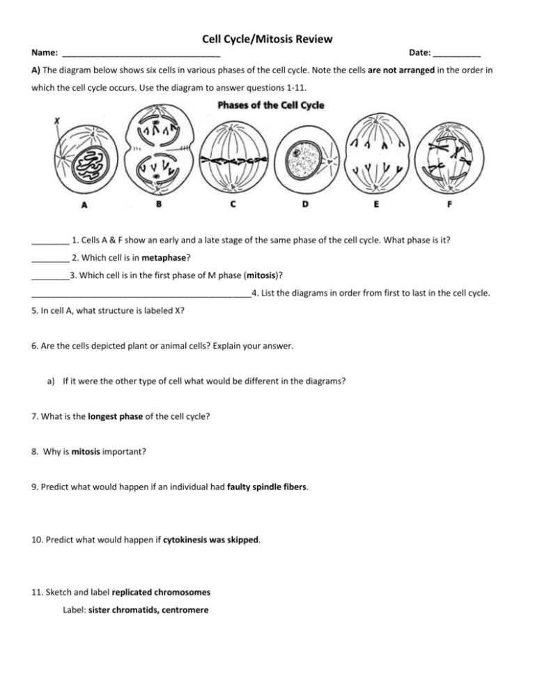 cell cycle mitosis labeling answer key