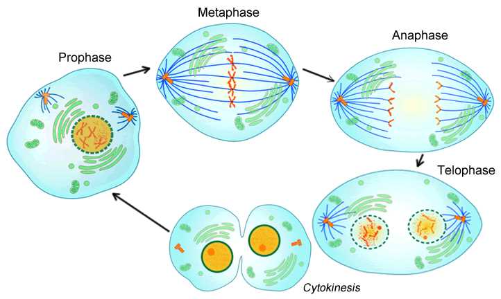 cell cycle mitosis review answer key