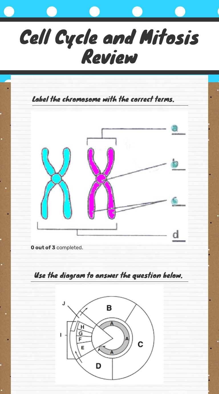 cell cycle mitosis review answer key