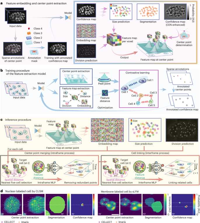 cell fie science cell boundaries answer key cell fie science cell boundaries answer key