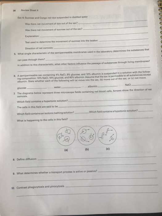 cell membrane review worksheet answer key