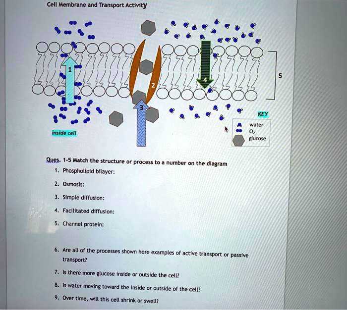 cell physiology membrane transport answer key