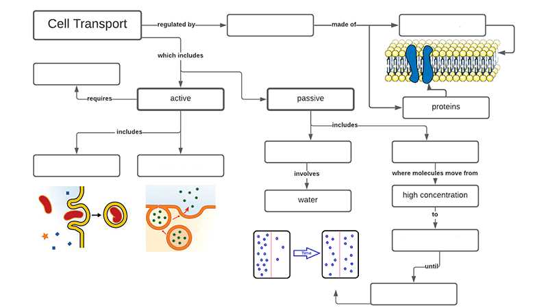 cell transport flow chart answer key
