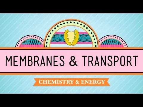 cell transport mechanisms pogil answer key cell transport mechanisms pogil answer key