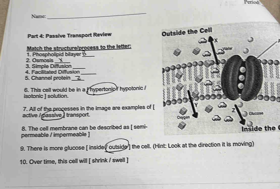 cell transport review worksheet answers key