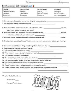 cell transport review worksheet answers key