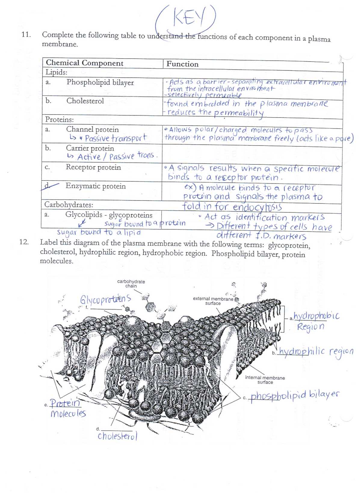 cell worksheet with answer key