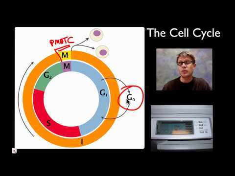 cells alive mitosis cell parts worksheet answer key